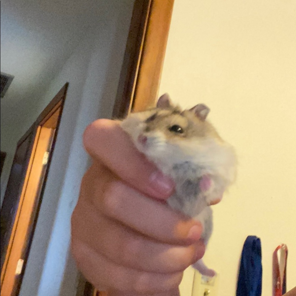 Meet your Posher, Lynsie